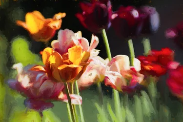 Tulpenveld, 2018